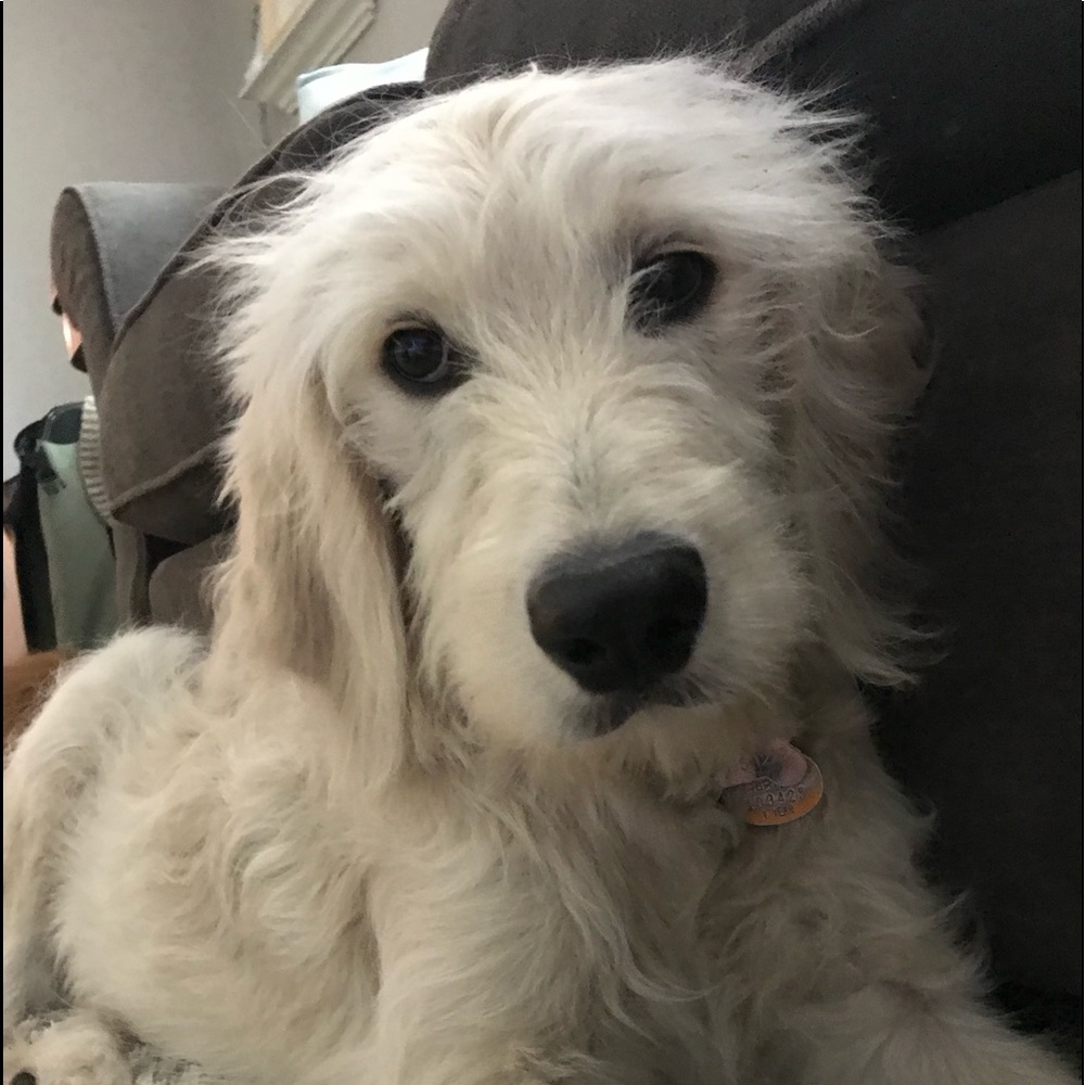 Meet your Posher, Gretchen
